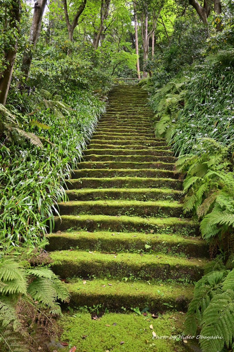 鎌倉妙法寺 苔の階段にて Moss Fieldの苔活ブログ
