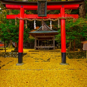 岩戸落葉神社の銀杏の画像