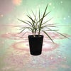 植物の音楽　Harmony of plants「Dracena marginata」の画像