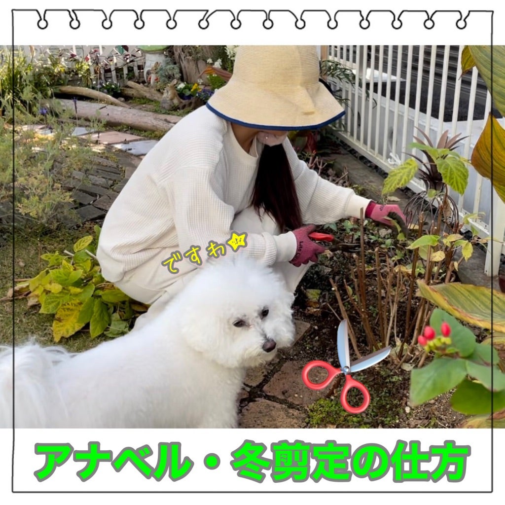 2度目のアナベル剪定の仕方☆葉がある内に最後の切り戻しをしよう
