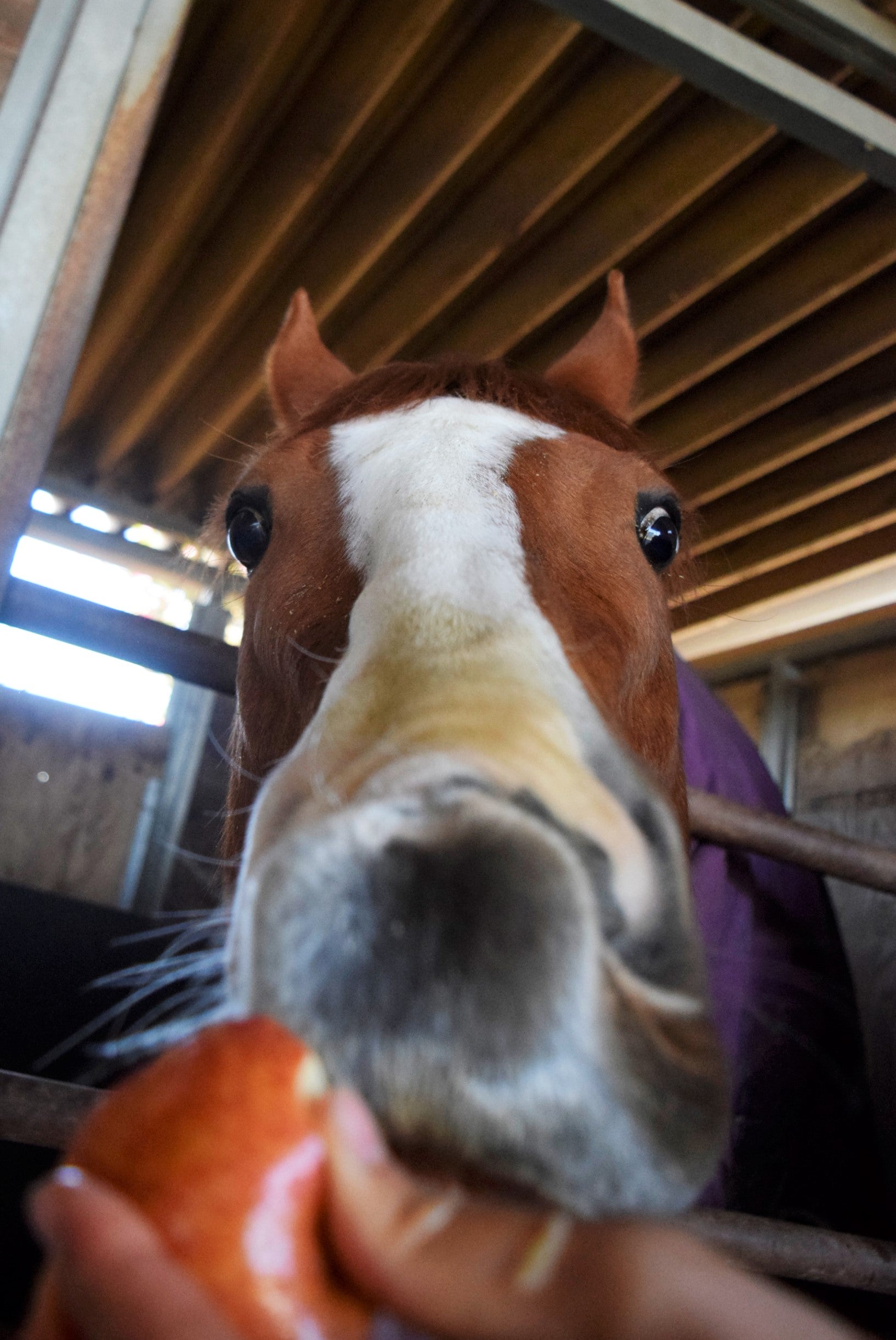 馬の学校ブログ 先取りメリクリ 馬たちにプレゼントを配りました 馬の学校比較 引退馬 馬の学校 バジガク