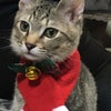 12月19日(日)にゃんクルー譲渡会に参加予定の猫さんーその1の画像