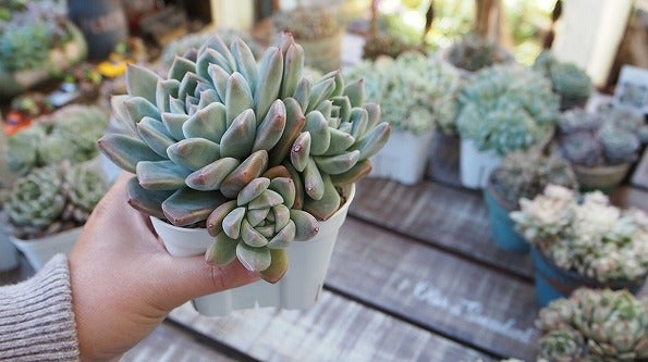 花束みたいな❤我が家の群生多肉 | Olive&SucculentGarden