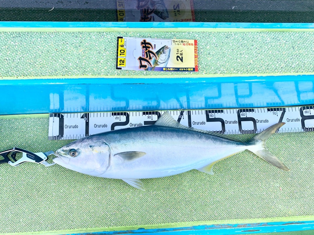 21リーオマスターSX 青物 インプレ ワラサ釣りにおすすめ 真鯛 | す