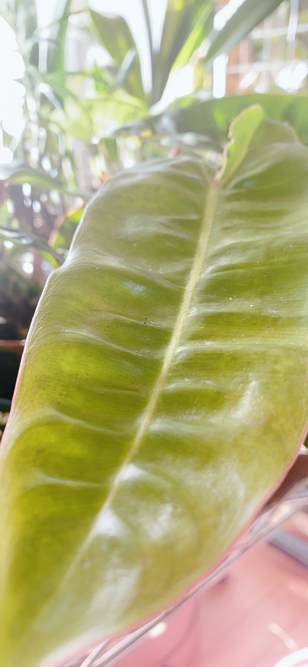 サトイモ科】レア植物フィロデンドロンビレッティアエ | Plants サトイモ科】レア植物フィロデンドロンビレッティアエ | Plants