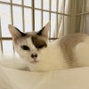 【茨城C2021-58】成猫♀白茶　1才半〜2才くらいの画像