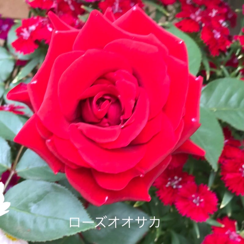 形は変われど 薔薇が好き Usuhana Iroのブログ