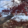 曽木の滝公園の紅葉の画像