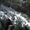 ちょっぴり積もった雪の中を森歩き。 | 渥美半島☆自然感察ガイドの画像