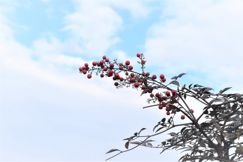 縁起の良い庭木 お正月の花材としても使える南天 ナンテン お花で心地よい暮らしを手に入れる フラワーコーディネーター ひだか りえ ラズリィフラワー 鹿児島