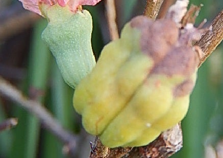 放春花 (寒木瓜) | 野の花のお気楽日記 放春花 (寒木瓜) | 野の花のお気楽日記