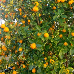 謎の柑橘類の画像