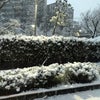 雪の東京⭐︎の画像