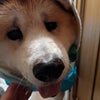 秋田犬いちクン♥初雪だワン♪の画像
