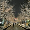 鎌倉も雪景色です！の画像