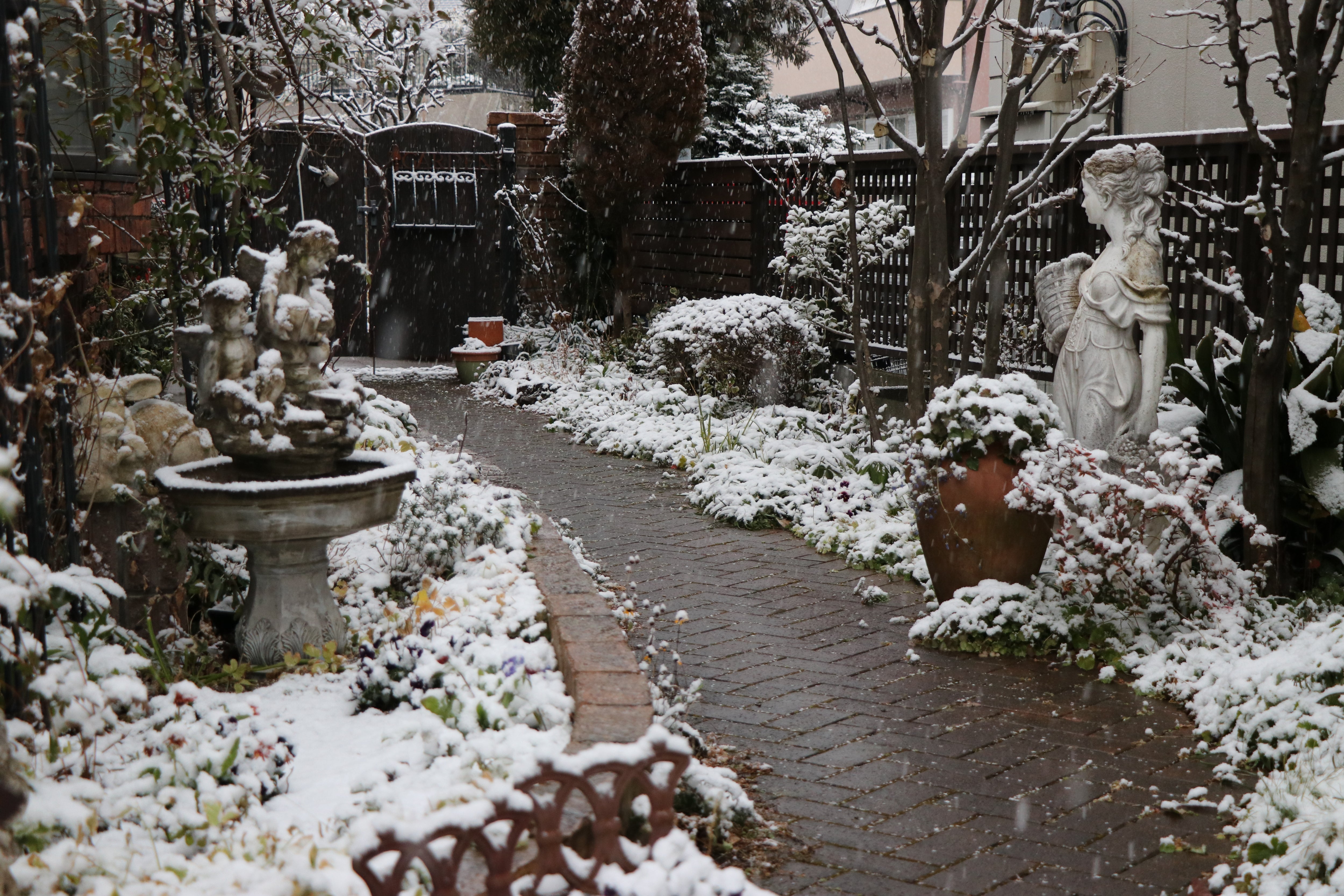 いつも見慣れた庭が雪景色に！ | キヨミのガーデニングブログ 長澤淨美 