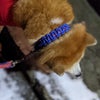 秋田犬いちクン♥雪が残ってるワン♪の画像