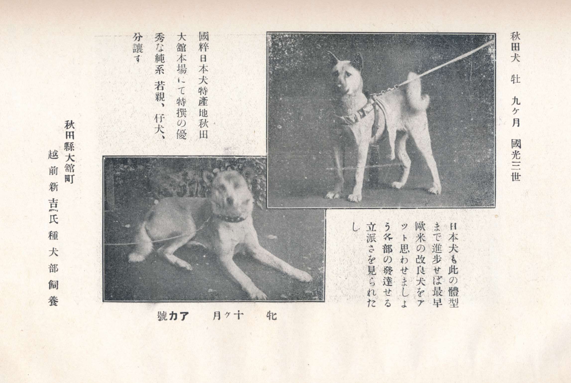 国犬への途・第8回 日本犬保存会設立 帝國ノ犬達