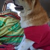 秋田犬いちクン♥お花屋さんへＧＯ～♪の画像