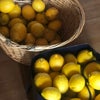 バランカ購入で、国産無農薬レモン２〜３個プレゼントの画像