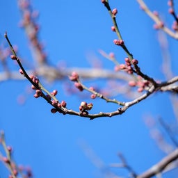画像 咲き始めた梅の花とコロナの第6波 の記事より 2つ目