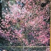 ワヒアワ植物園＆ワヒアワの桜！