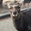 冬の鹿って「オシ」が強い！！ｂｙ奈良公園