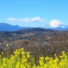 富士山と菜の花の競演／吾妻山★後編の画像