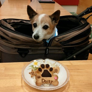 ジャックラッセルテリア『Daisyちゃん』のBirthdayケーキの画像