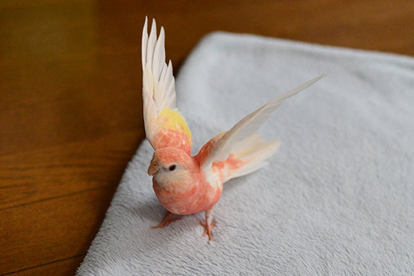 鳥飼失格と覚悟 | Flying in the sky Sasuke 鳥飼失格と覚悟 | Flying in the sky Sasuke