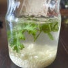 麹水 with Herbs！の画像