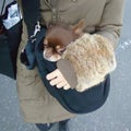 【ペット】犬用スリング・ハード・ソフト ペット用のバッグ紹介