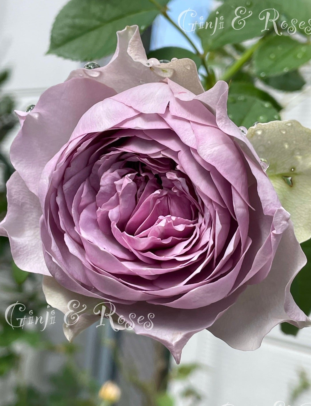 ため息が出るほど美しい薔薇 コフレ | 銀ちゃんが運ぶ薔薇のかほり