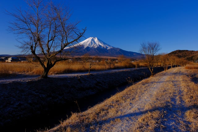 20220131忍野村新名庄川からの冬の朝の青空快晴の富士山 | がんどうあつしの絵画ブログ(油絵 赤富士他）Atsushi Gando's