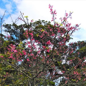 桜開花と2月の営業についての画像