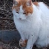昨日の猫ちゃんたちの画像