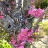 ☆梅が咲きました＆桜ピアス☆の画像