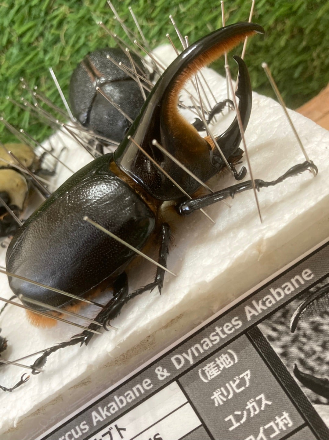 バードウィング製　ドイツ型標本箱　ＢＷ６０（幅５０．７×奥行き４１．８×高さ６ｃｍ）　昆虫　蝶　甲虫　標本ケース　沖縄別途送料