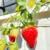 ミニ温室を使った苺の家庭菜園始めました（大実いちご、まんぷく2号、よつぼし）の画像