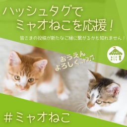 画像 ▶明日1/22(日)江戸川橋で猫譲渡会 の記事より 11つ目