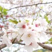 高知駅から行ける桜スポット！！