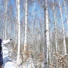 江原道麟蹄(インジェ)の雪❄️でキラキラ✨白樺の森の記事より