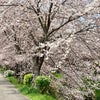 4/9たんば桜ウォーク☆2022 （春日町）Bの画像