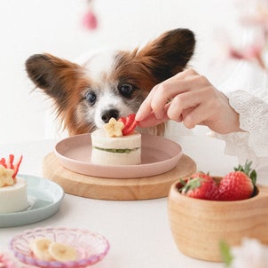 盛るだけでOK♡ひな祭り風の豆腐＆フルーツケーキ（手作り犬おやつ）の画像