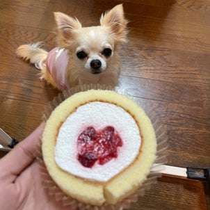 おすすめの犬用ケーキ【コミフ】の画像