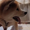 秋田犬いち♥散歩！待ってたワン♪の画像