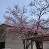 修禅寺境内の修善寺桜が満開になってきました。の画像