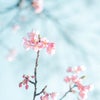 【桜撮影会】関西の桜と撮影しませんか？？の画像