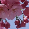 子育ては、桜が咲くのを待つかのように見守るだけなのかもしれませんの画像
