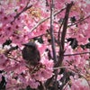 アトリエ宿根草．「庭の桜リレー咲きシーズン」　ご案内♪の画像